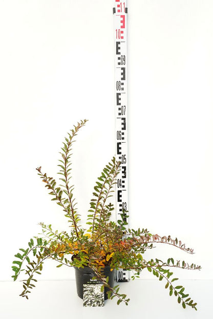 Spiraea nipp. &
