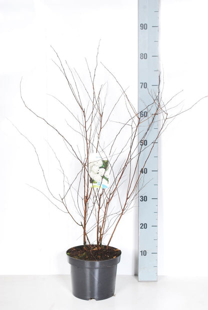 Spiraea vanhouttei C3 (3 liters kruka) 40-50 cm
