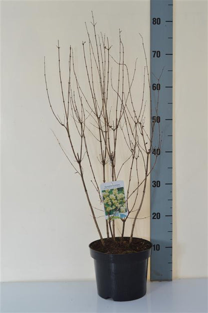 Symphoricarpos d. &