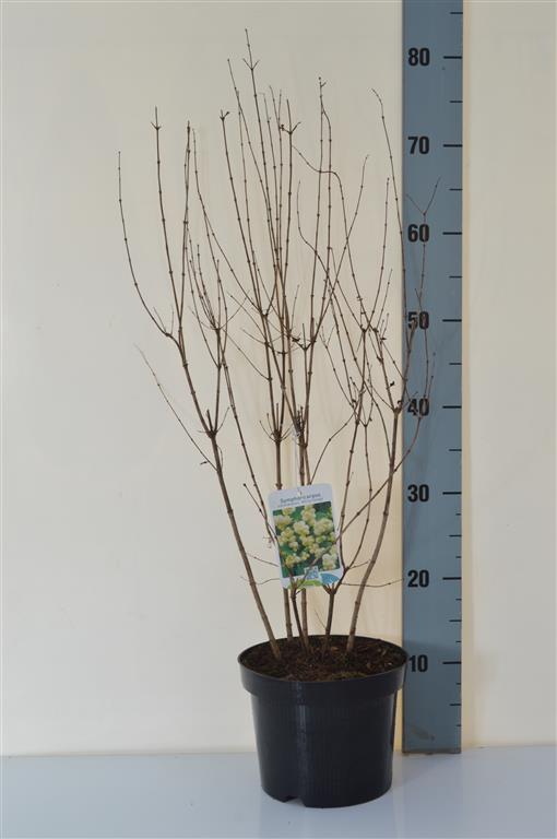 Symphoricarpos d. &