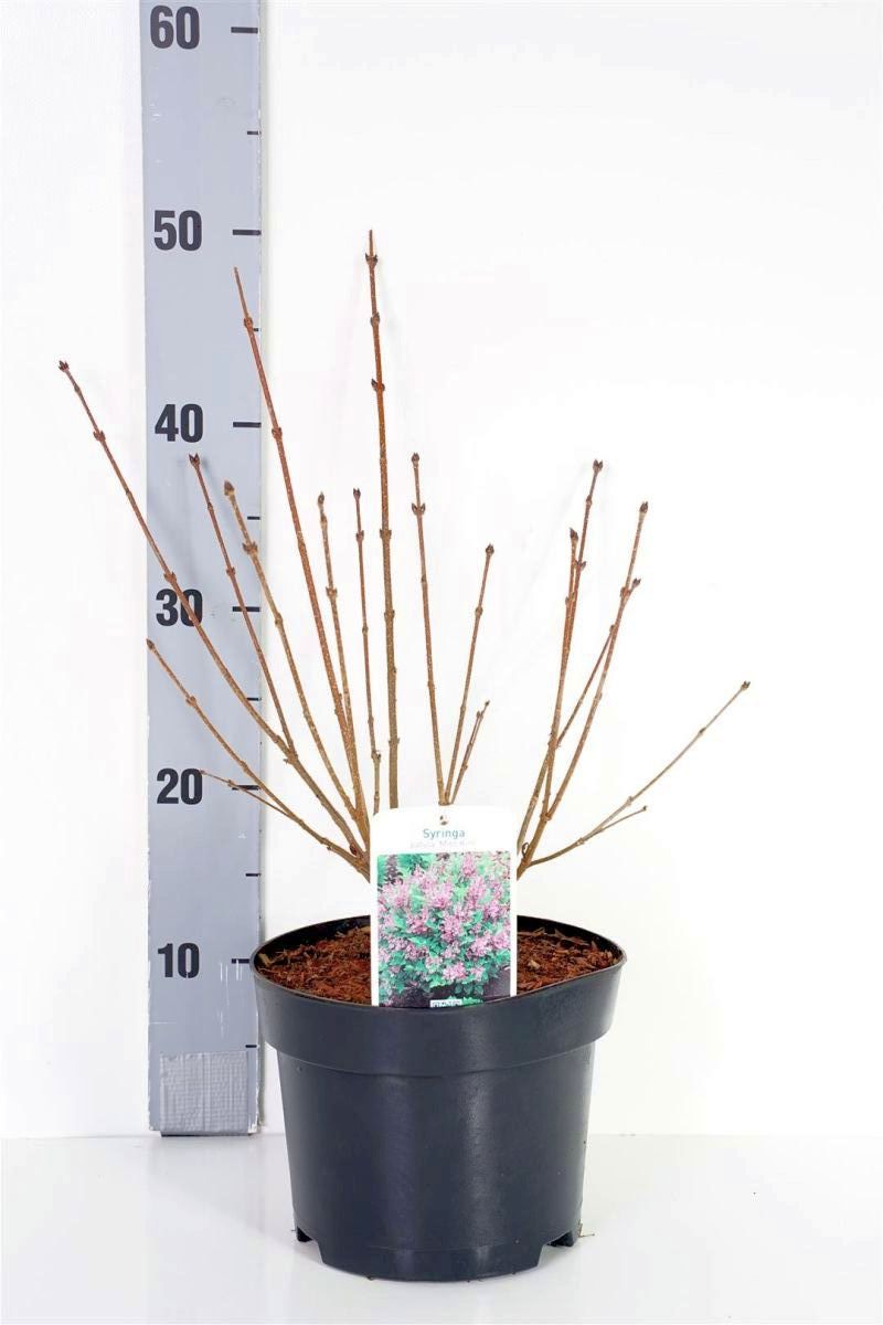 Syringa patula &