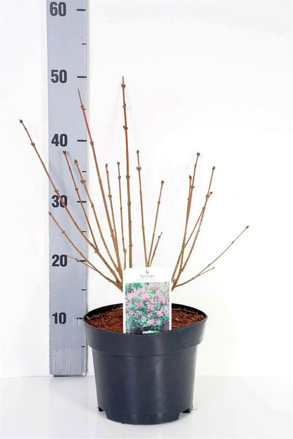 Syringa patula &