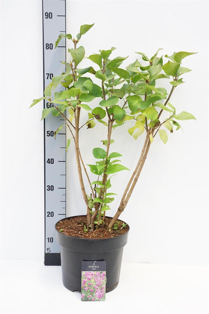 Syringa vulgaris 60-80 cm C7,5 (7,5 liters kruka)