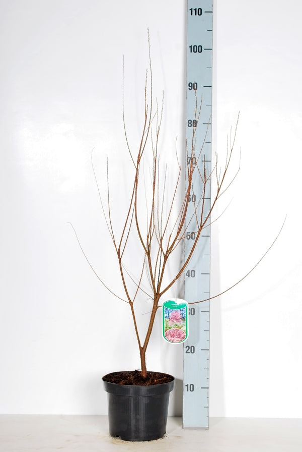 Tamarix tetrandra C3 (3 liters kruka / 19 cm kruka) 40-50 cm
