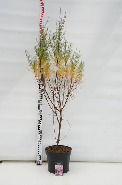 Tamarix tetrandra C7,5 (7,5 liters kruka) 60-80 cm