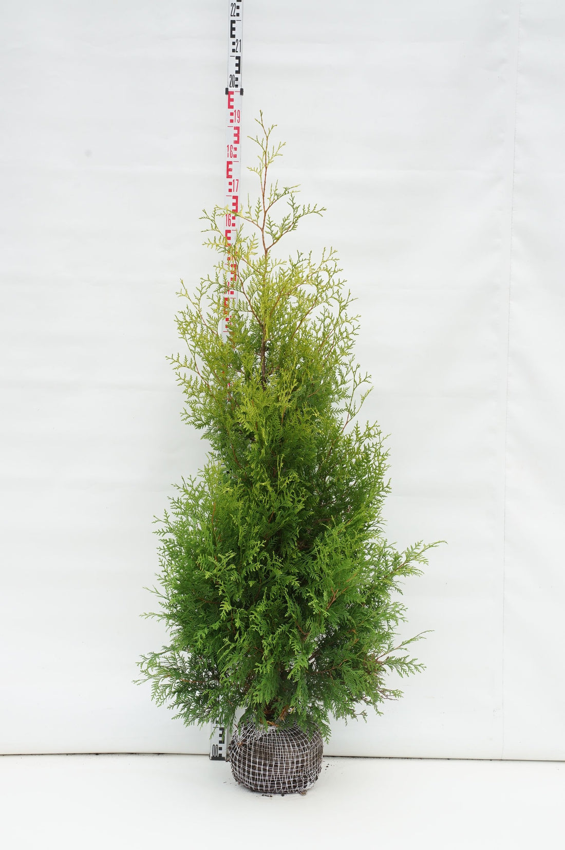 Thuja occ. &