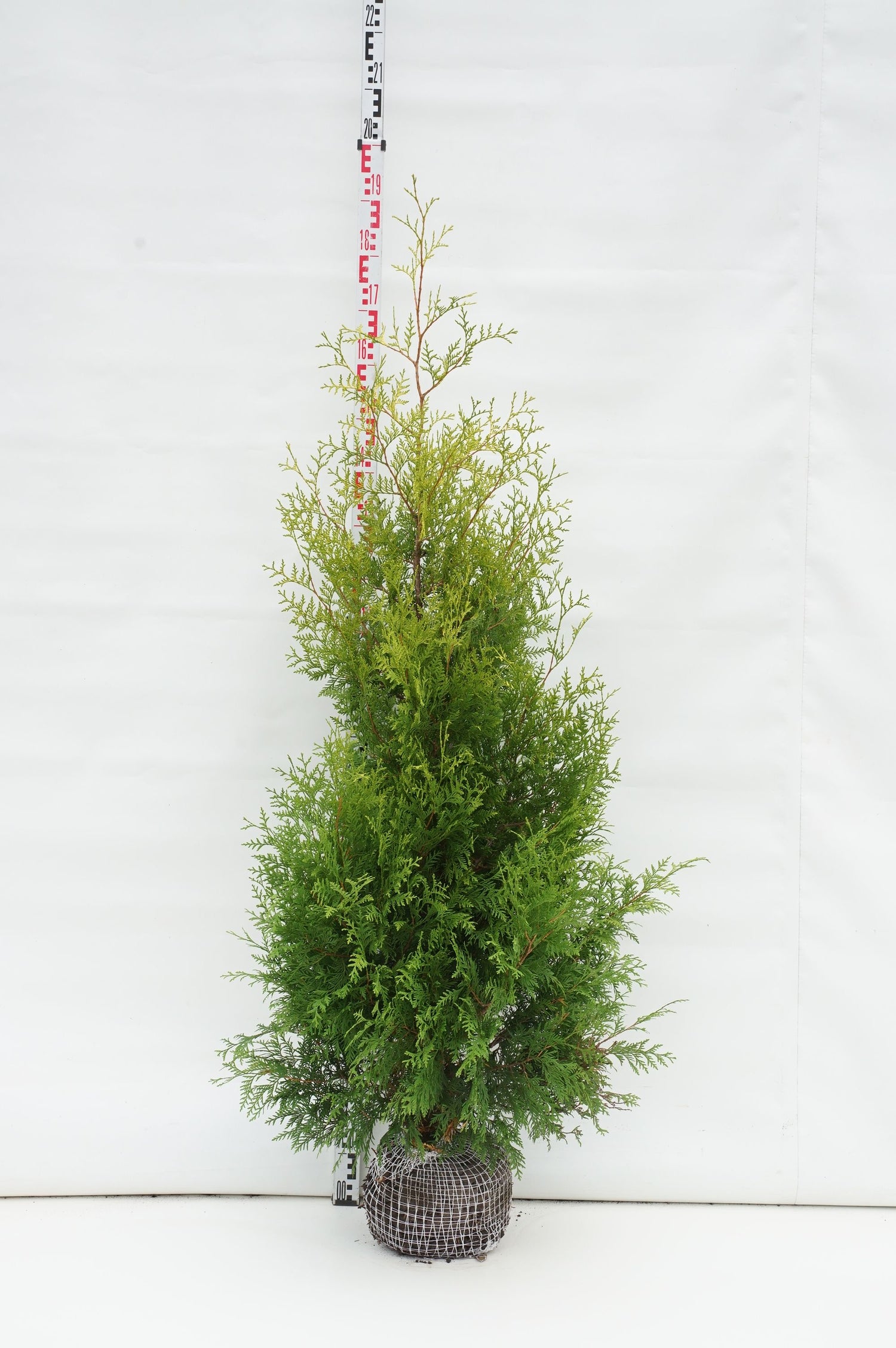 Thuja occ. &