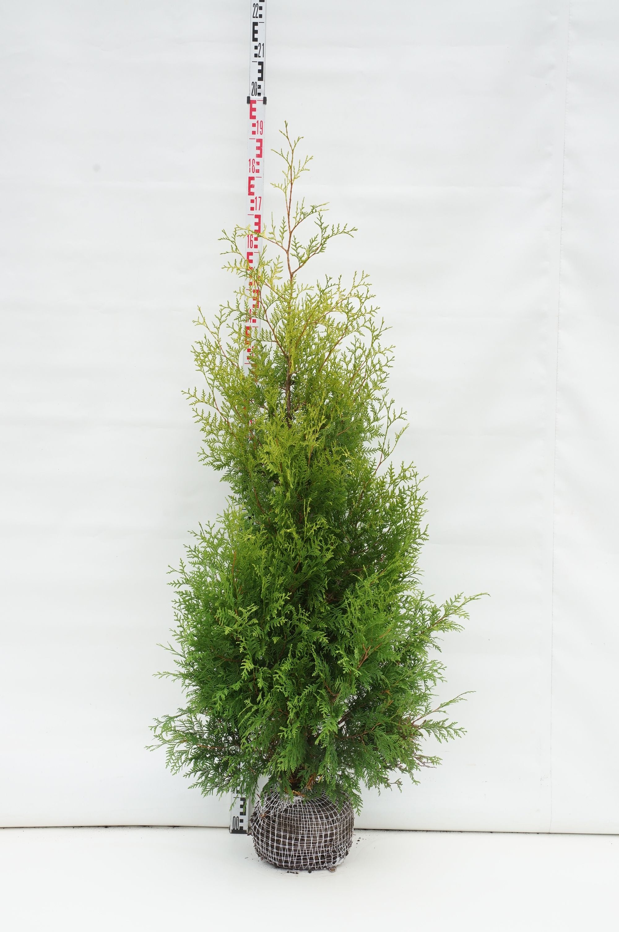 Thuja occ. &