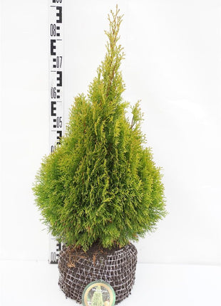 Thuja occ. 'Golden Smaragd'