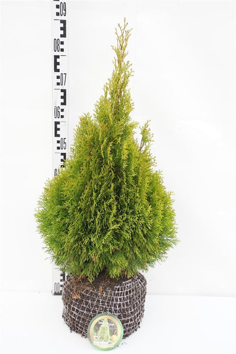 Thuja occ. 'Golden Smaragd'