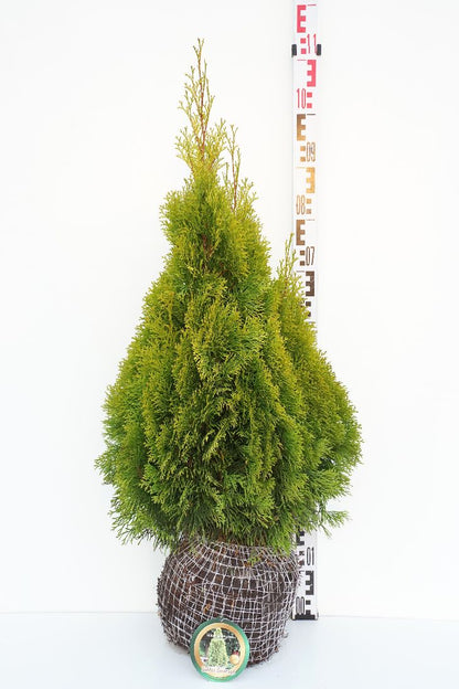 Thuja occidentalis &