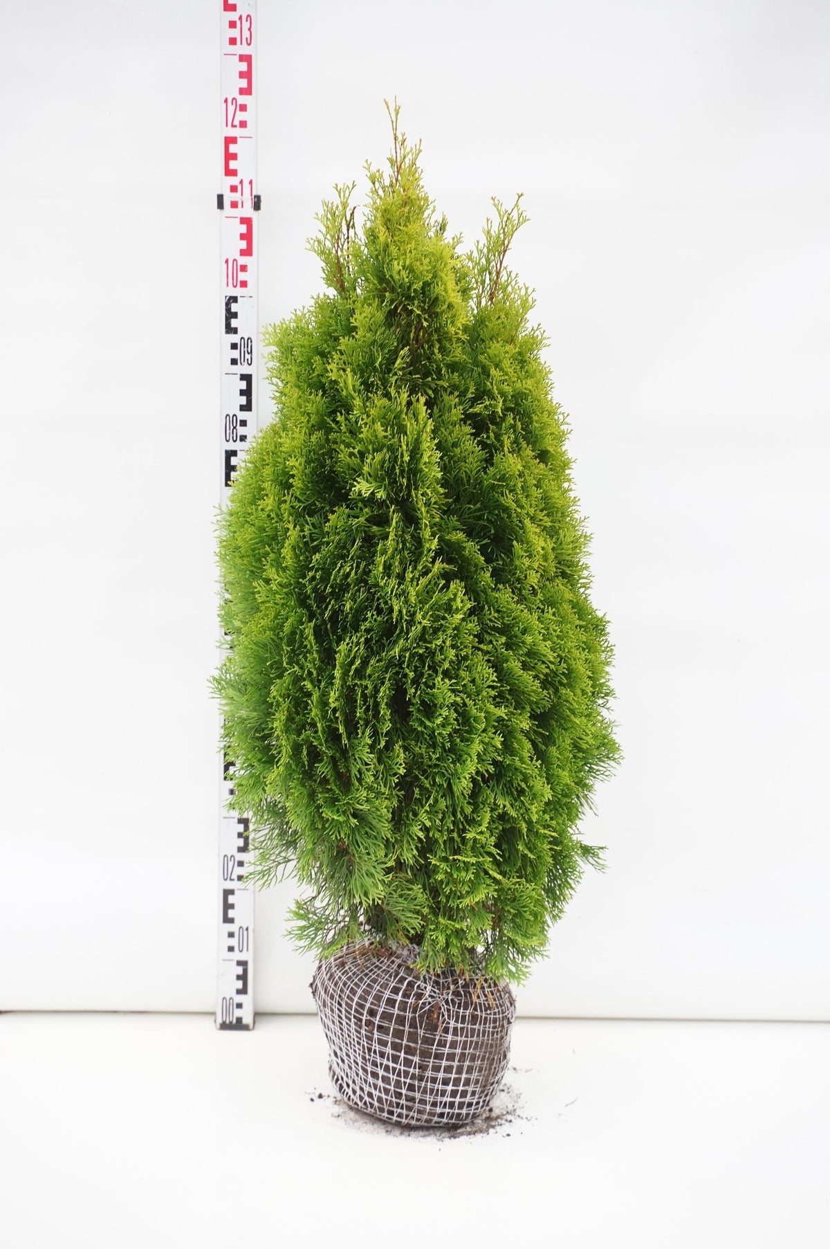 Thuja occidentalis &