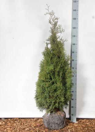 Thuja occ. 'Holmstrup'