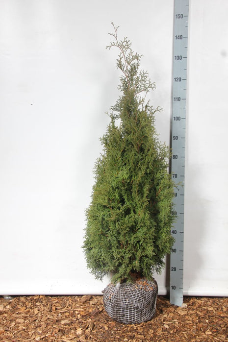 Thuja occ. 'Holmstrup'