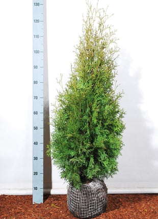 Thuja occ. 'Pyramidalis Compacta'