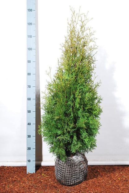 Thuja occidentalis &