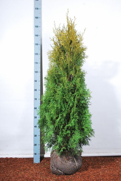 Thuja jne. "Pyramidalis Compacta"