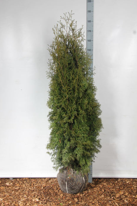 Thuja occ. 'Pyramidalis Compacta'