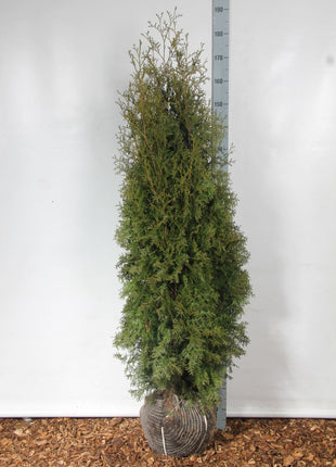 Thuja occ. 'Pyramidalis Compacta'