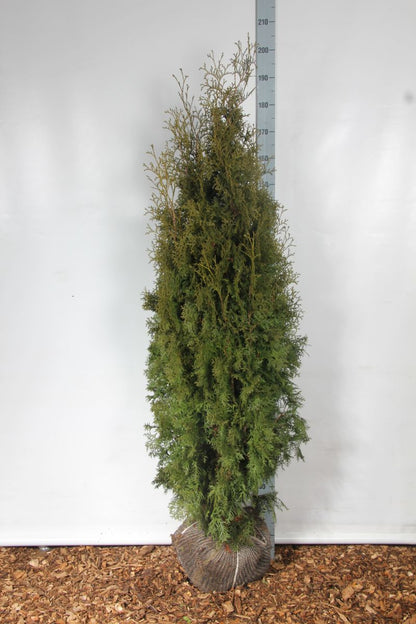 Thuja occ. &