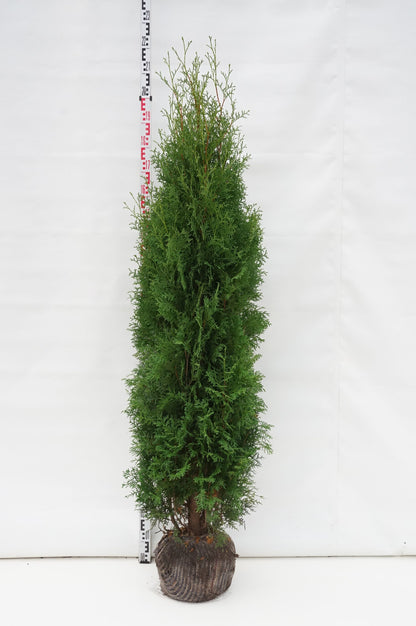 Thuja occidentalis &
