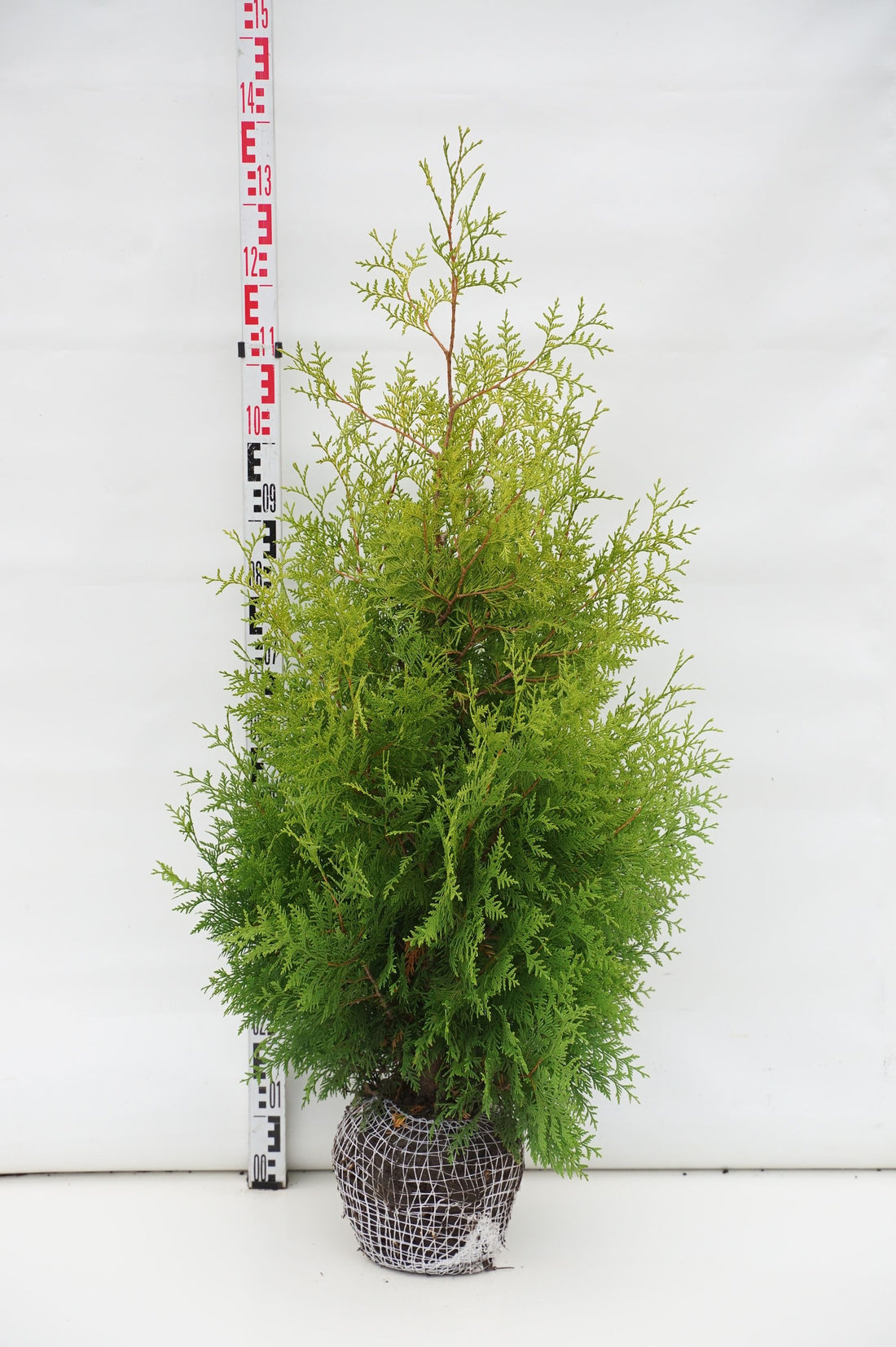 Thuja occ. &