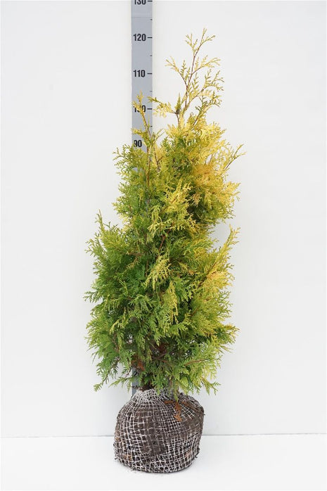 Thuja occ. 'Yellow Ribbon'