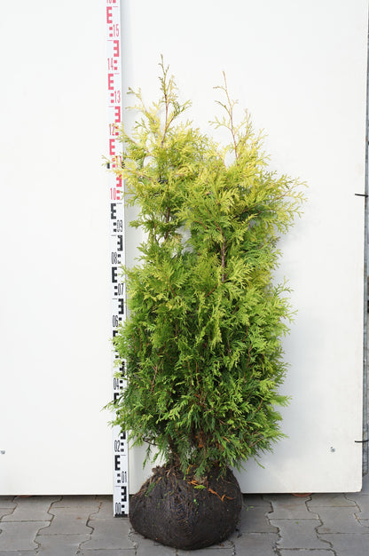 Thuja occidentalis &