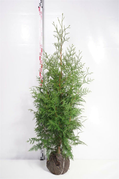 Thuja pl. "Martin"