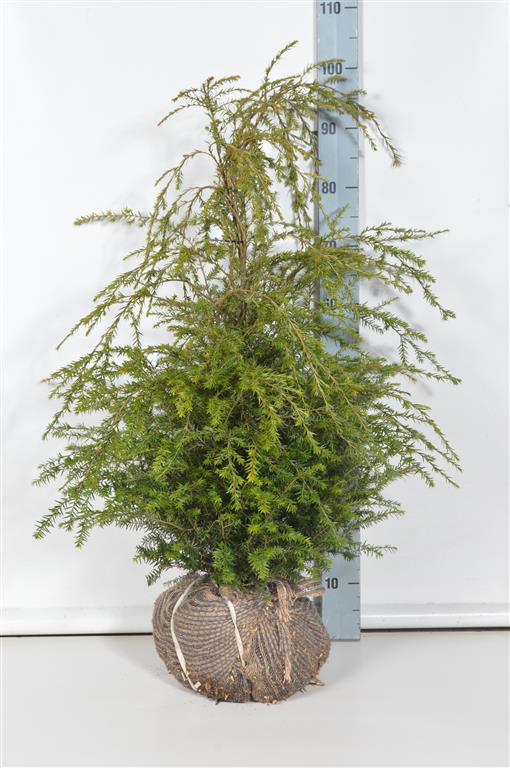 Tsuga canadensis 60-80 cm rotklump