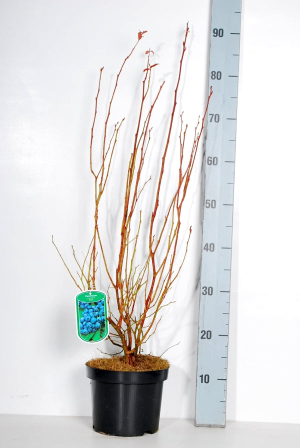 Vaccinium cor. &