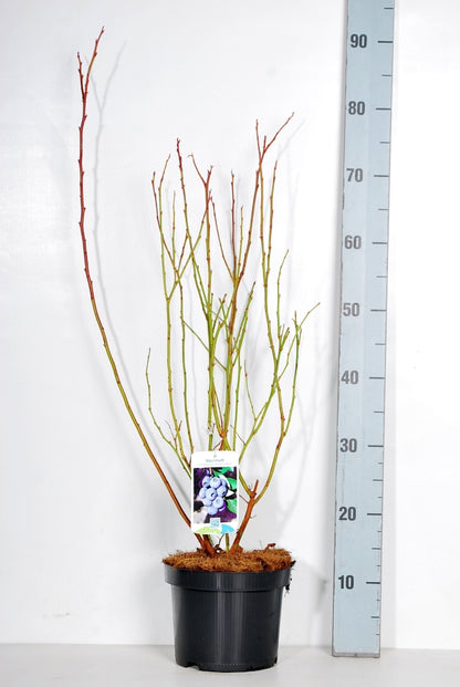 Vaccinium cor. &