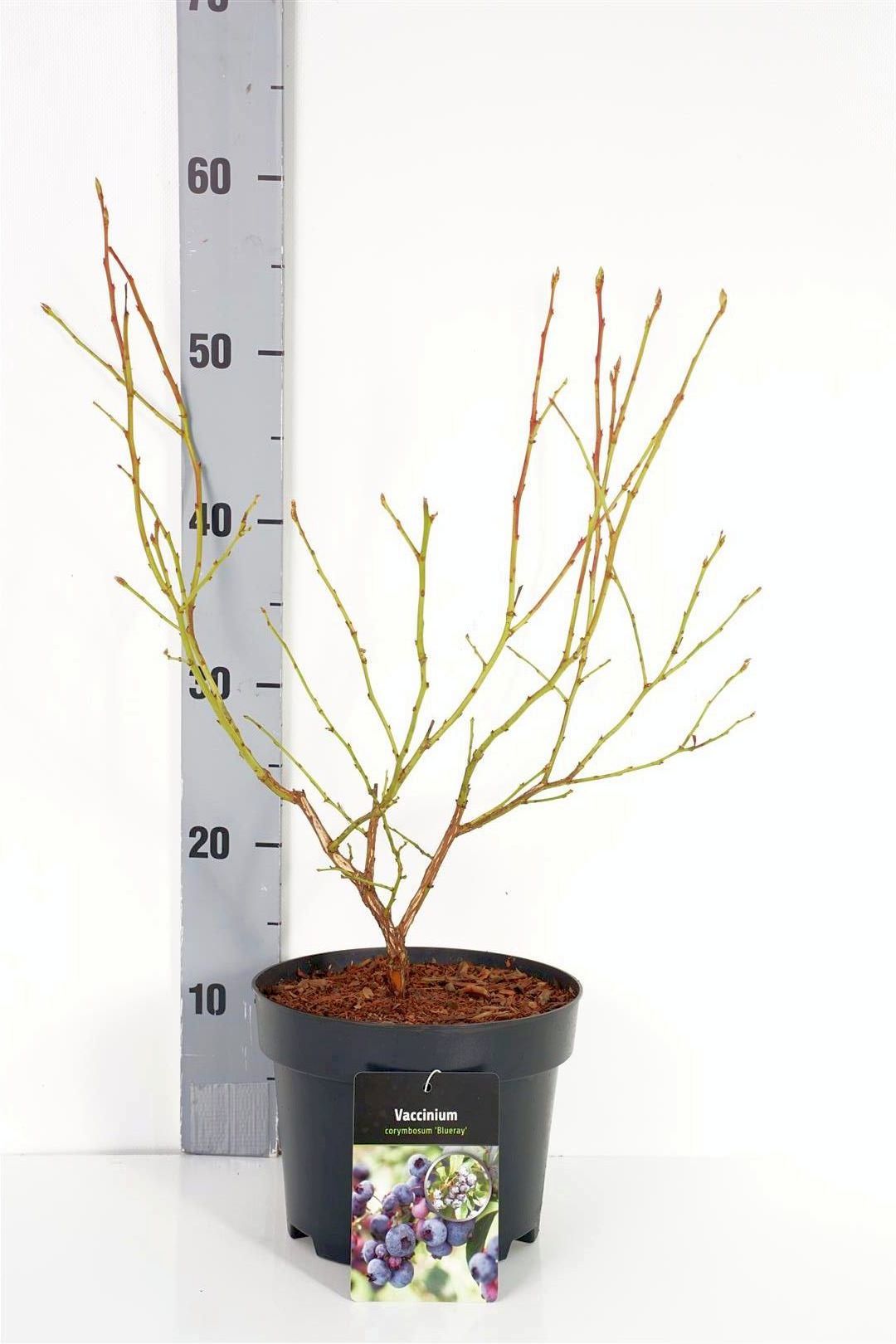Vaccinium cor. &