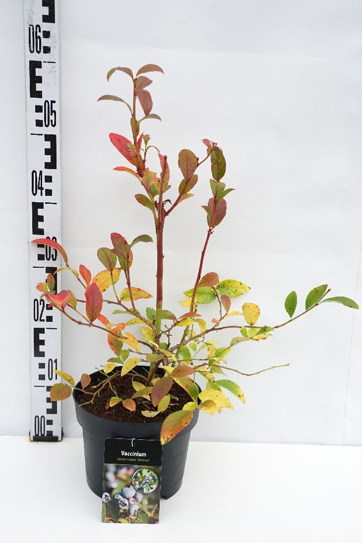 Vaccinium cor. &