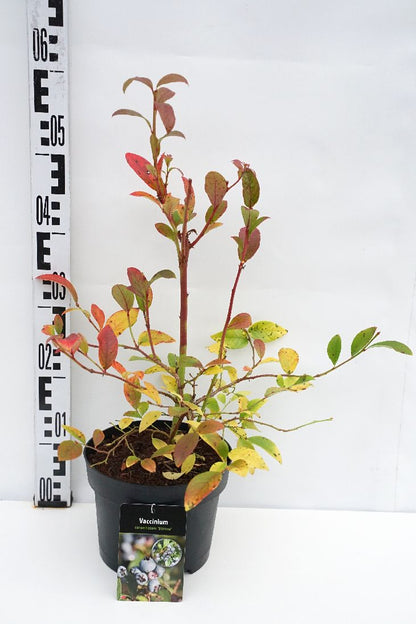 Vaccinium cor. &