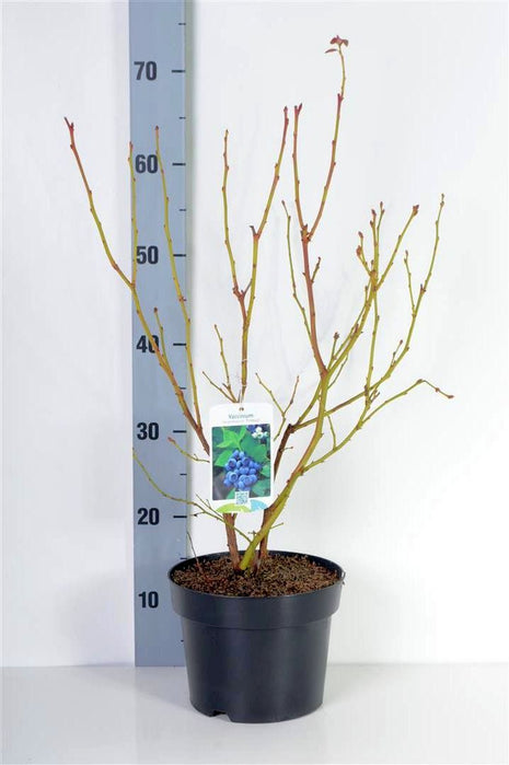 Vaccinium cor. 'Emblue' (middle)