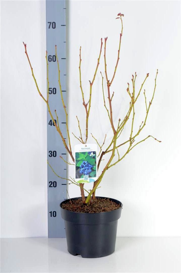 Vaccinium cor. &
