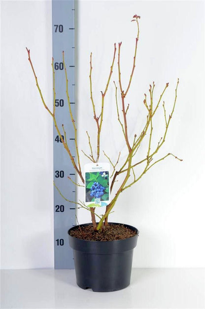 Vaccinium cor. &