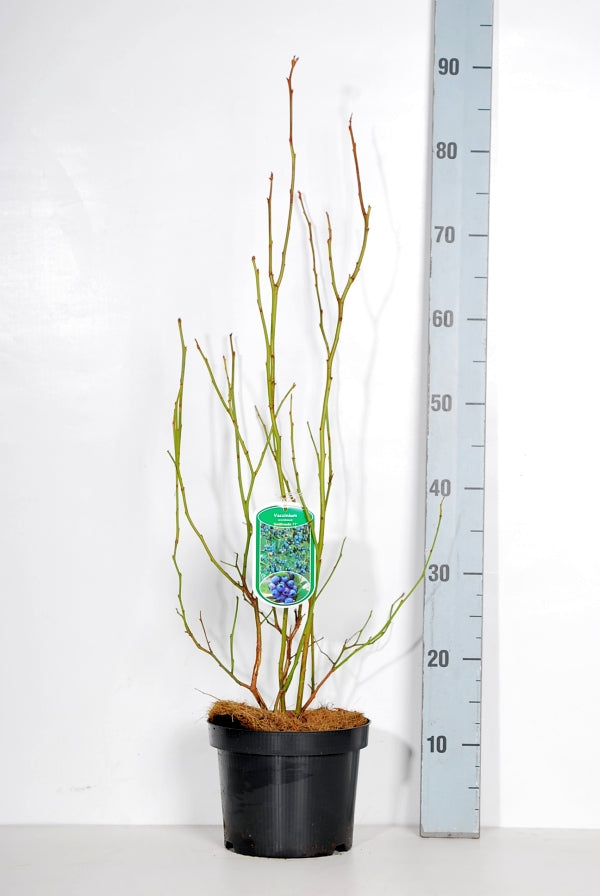 Vaccinium cor. &