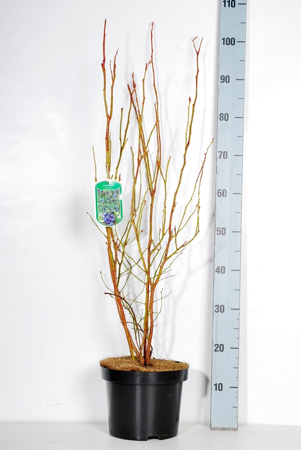 Vaccinium cor. &