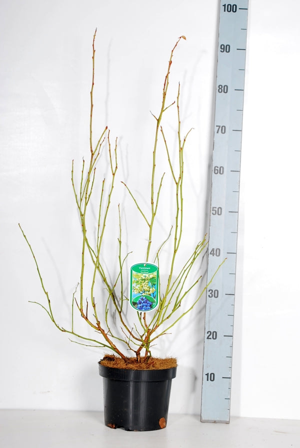 Vaccinium cor. &