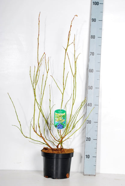 Vaccinium cor. &