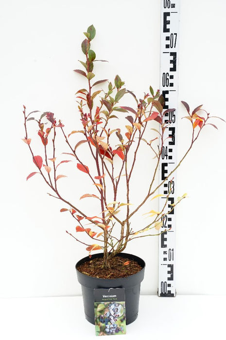 Vaccinium cor. 'Reka'® (late)