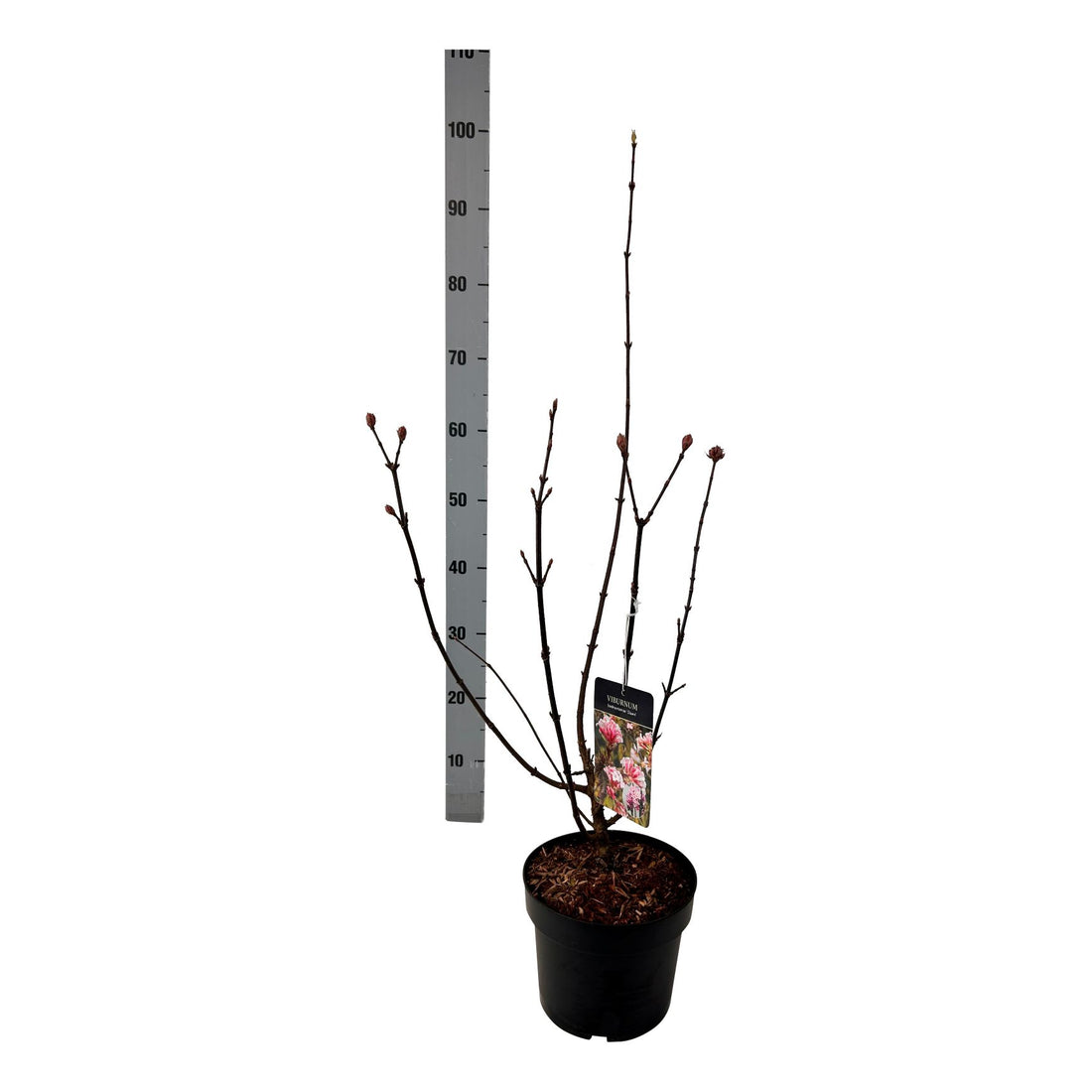Viburnum bodn. &