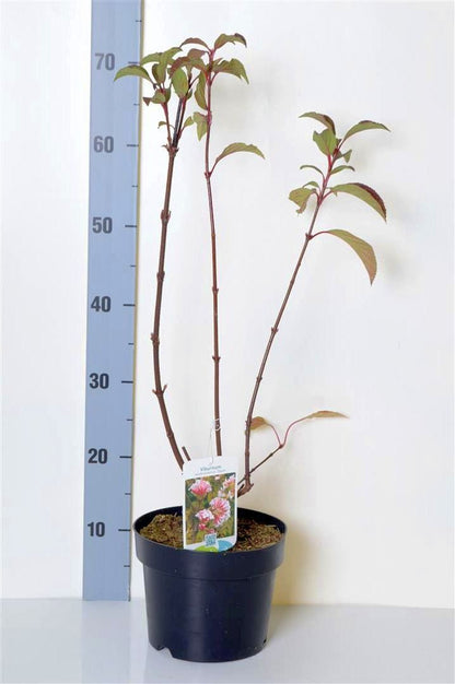 Viburnum bodnantense &