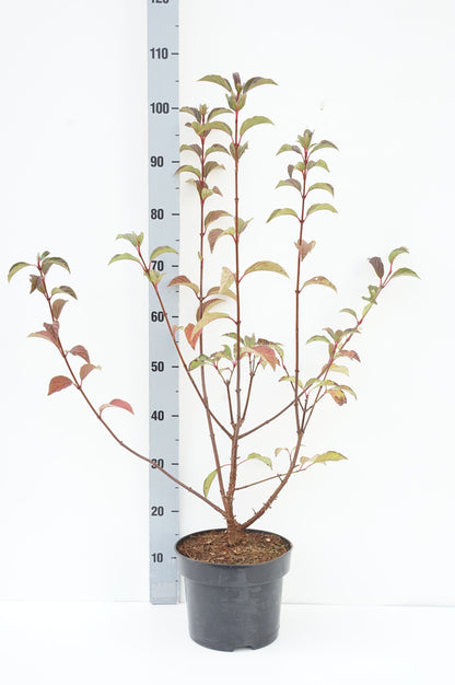 Viburnum bodn. &