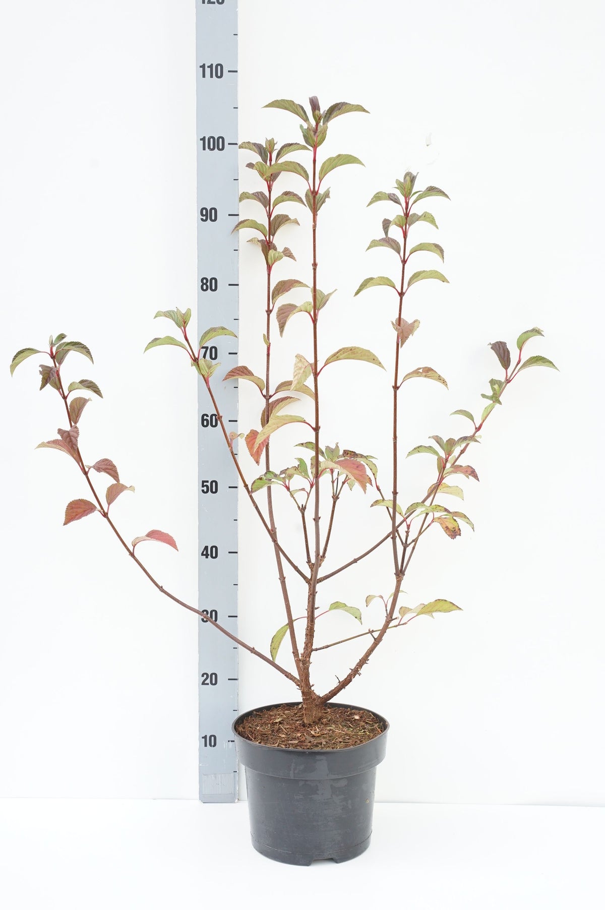 Viburnum bodn. &