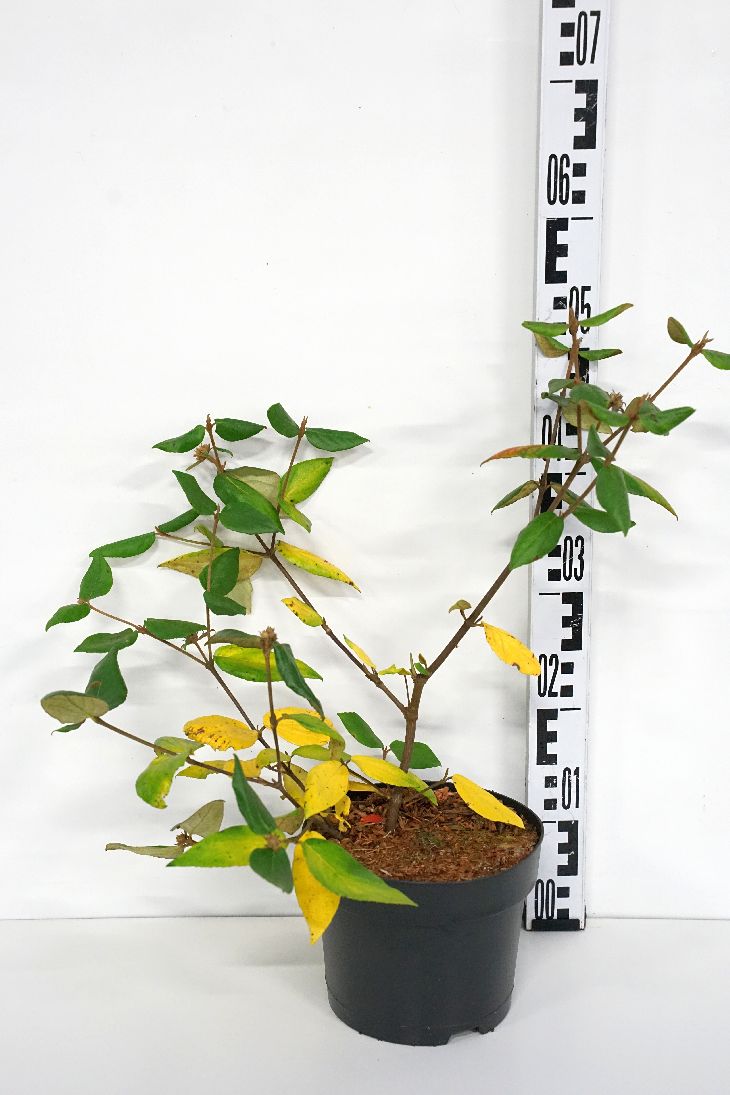 Viburnum burkwoodii C3 (3 liters kruka) 30-40 cm