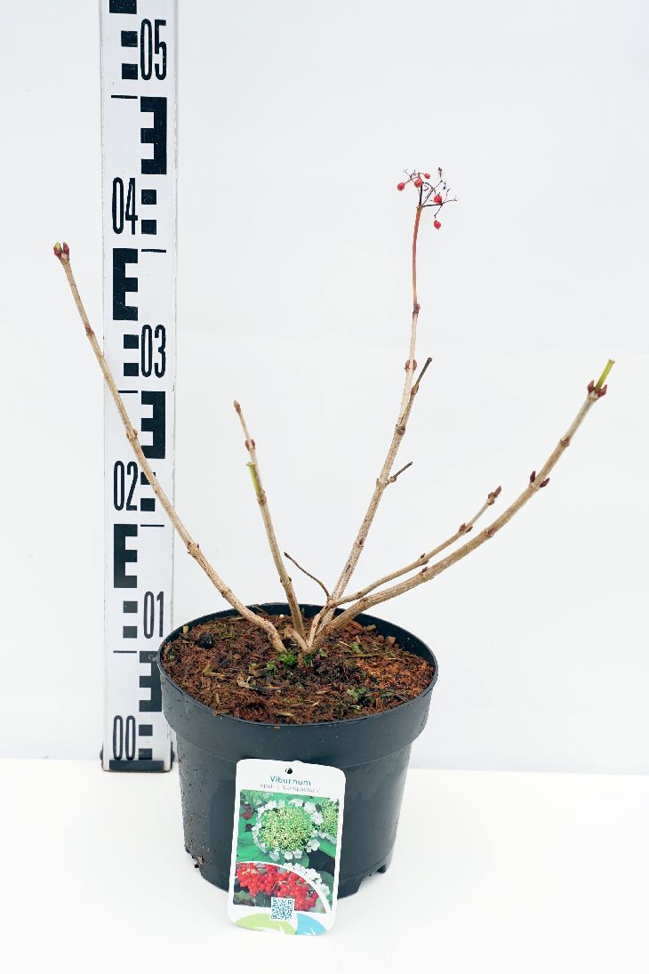 Viburnum opulus &