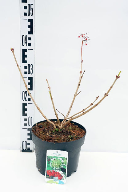 Viburnum opulus &